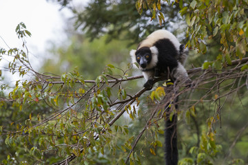 Kronensifaka sitzt auf einem Ast