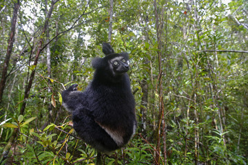 Indri auf Nahrungssuche