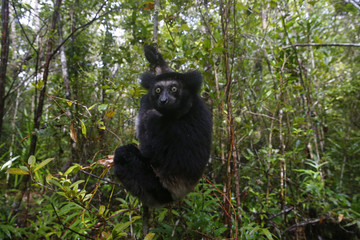 Indri auf Nahrungssuche