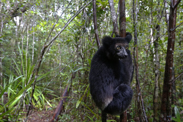 Indri auf Nahrungssuche