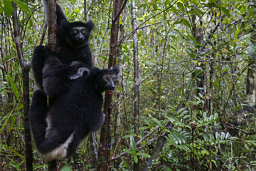 Indris auf Nahrungssuche