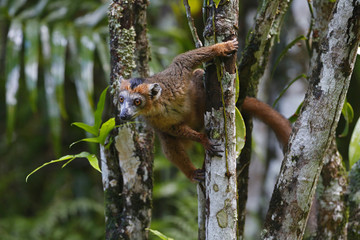 Kronenmaki haengt an einem Baum