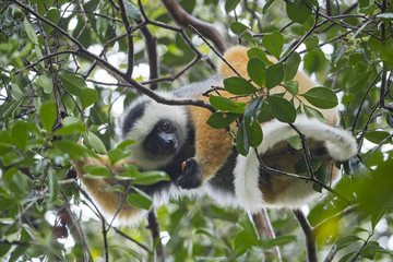 Fototapeta premium Diademsifaka bei der Nahrungsaufnahme