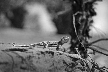 Lizard on blurred background monochrome photo.