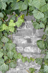 brick wall
