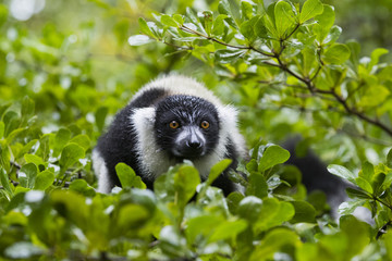 Vari auf Nahrungssuche