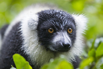 Vari Portrait