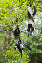 Varis bei der Nahrungsaufnahme