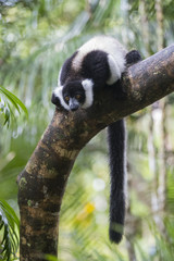 Obraz premium Vari auf einem Baum