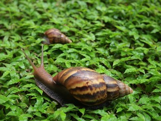 Snail