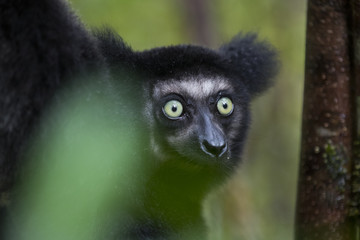 Indri Portrait