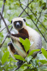Coquerel-Sifaka haelt Ausschau nach Artgenossen