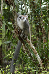 Kronenmaki haelt Ausschau nach Artgenossen