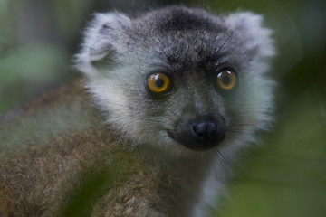 Brauner Maki Portrait