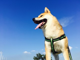shiba dog