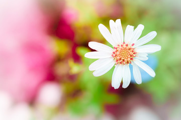 White Daisy flower with colorful nature background, Post process photo.