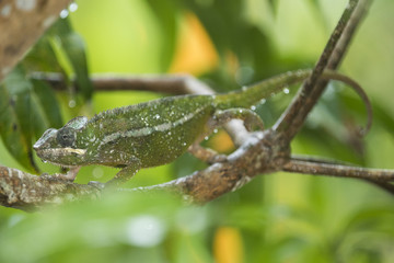 Panther Chamaeleon auf Nahrungssuche