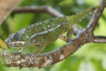 Panther Chamaeleon auf Nahrungssuche