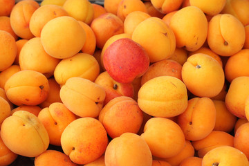 Apricots in the market
