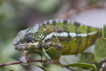 Panther Chamaeleon auf Nahrungssuche