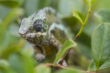 Panther Chamaeleon auf Nahrungssuche