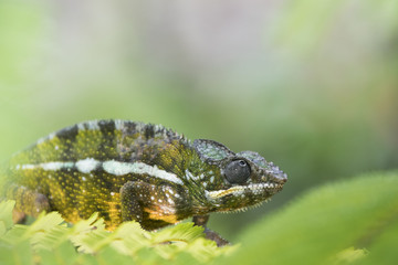 Panther Chamaeleon auf Nahrungssuche