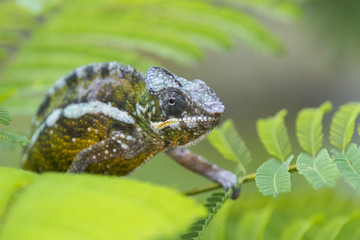 Panther Chamaeleon auf Nahrungssuche