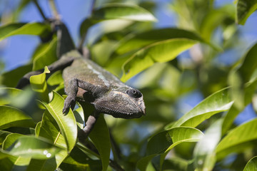 Gecko erklimmt Palmenblatt