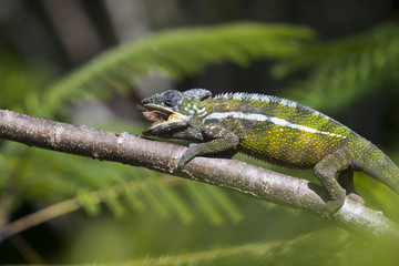 Panther Chamaeleon auf Nahrungssuche