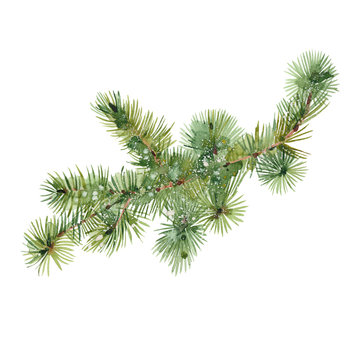 watercolor fir branch