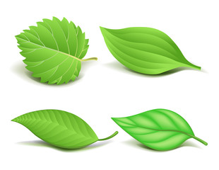 Collection of Realistic Green Leaves Set. Vector
