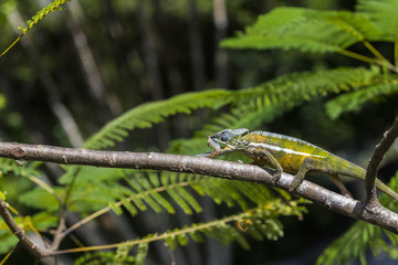 Panther Chamaeleon erbeutet Insekt