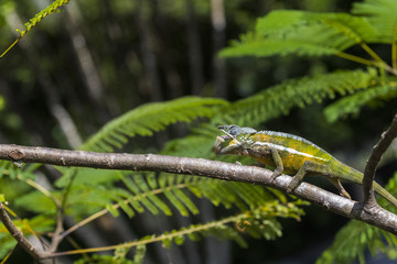 Panther Chamaeleon erbeutet Insekt