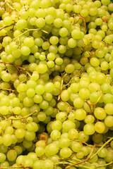 Green bright grapes