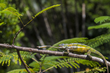 Panther Chamaeleon erbeutet Insekt