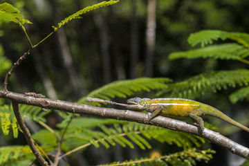 Panther Chamaeleon erbeutet Insekt