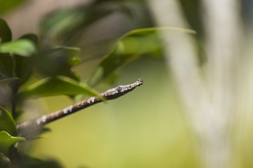 Leaf-nosed Schlange auf Nahrungssuche