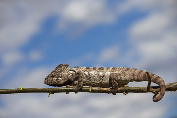 Chamaeleon auf Nahrungssuche
