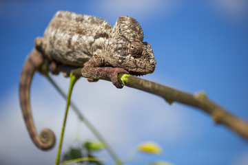 Chamaeleon auf Nahrungssuche