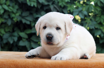 Obraz premium a little labrador puppy on a yellow background