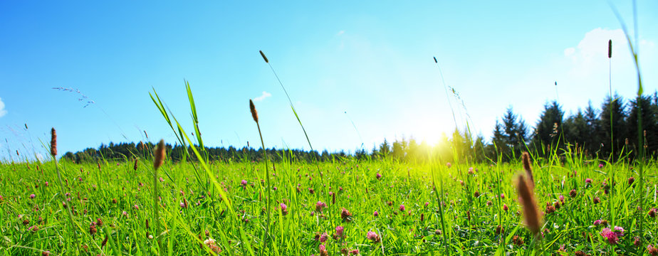 Fototapeta Clover flowers field and sunlight.