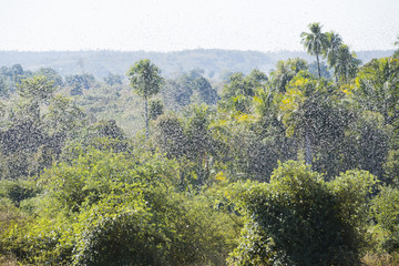 Heuschreckenplage