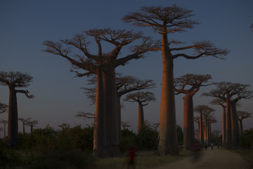 Fototapeta na wymiar Baobab Allee