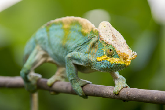 Parsons Chamaeleon auf einem Ast