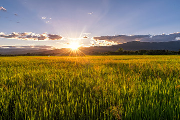 Green rice field at sunrise of mountain background.