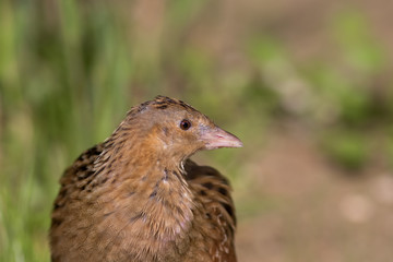 Corncrake bird in close up profile. Countryside nature trail wildlife.