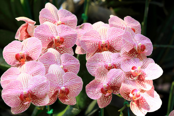 Beautiful orchids flower and green leaves background in the garden at winter or spring day for...