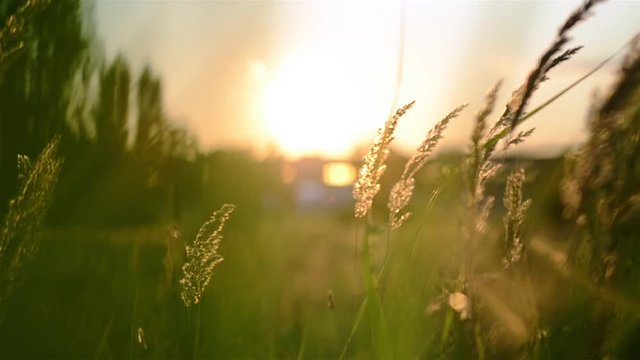 Sonnenuntergang hinter Grashalmen, surrealer Effekt
