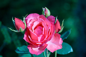 Close-Up of Pink Rose Flower in Garden