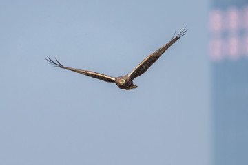 Bird in flight -  Eastern Marsh Harrier (Circus spilonotus)